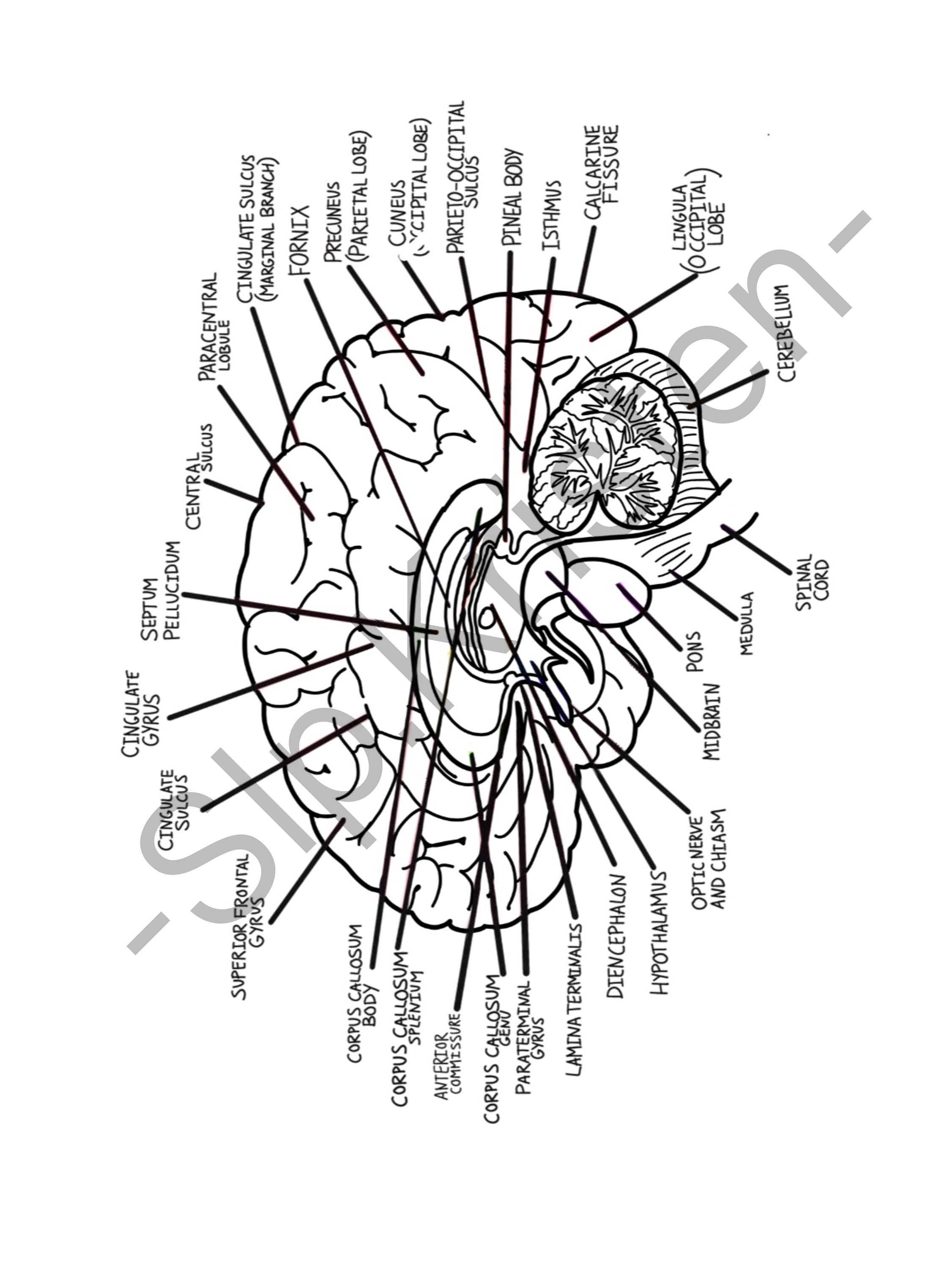Brain Anatomy Coloring Book | Etsy