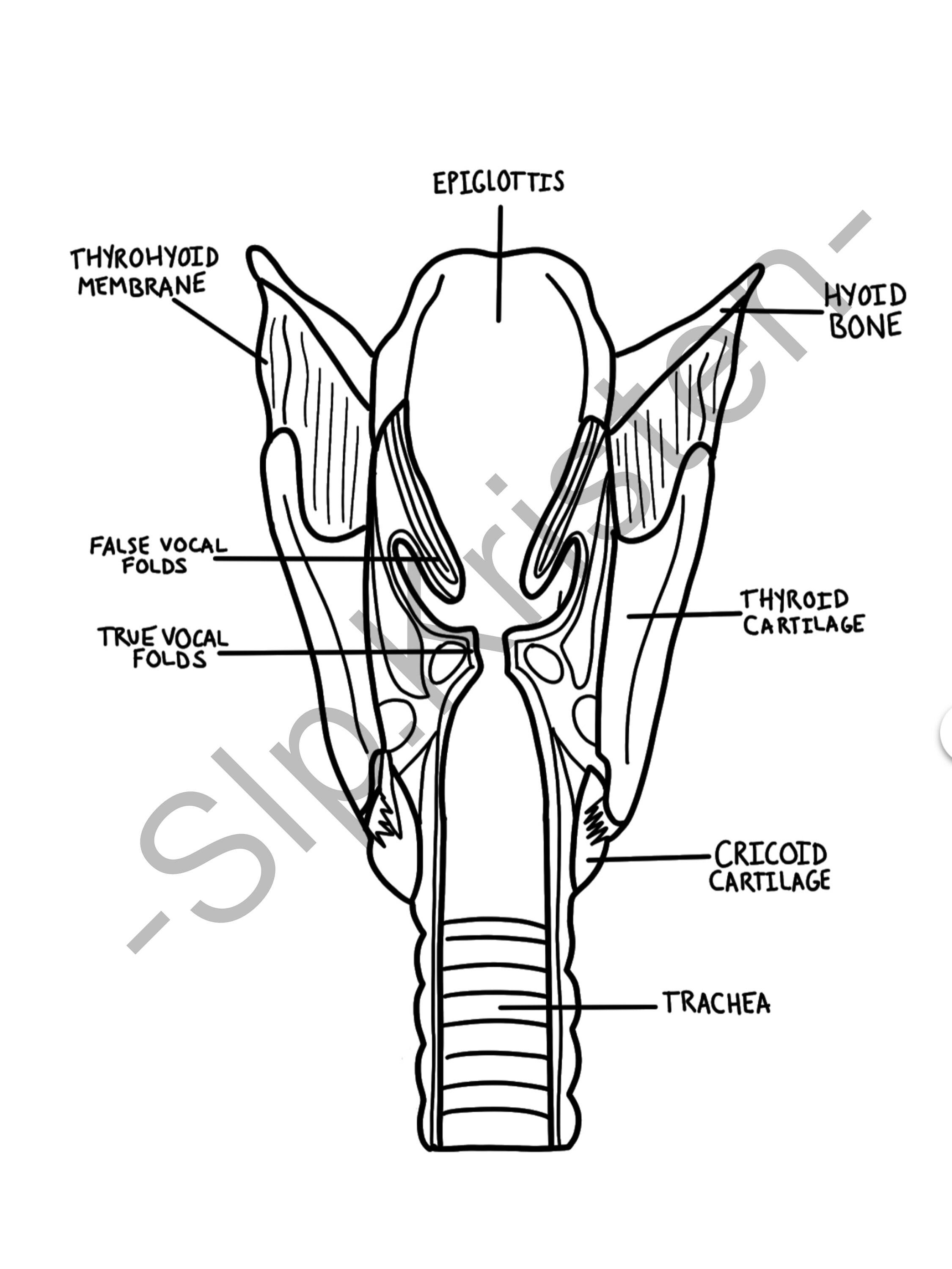 anatomy coloring book pages
