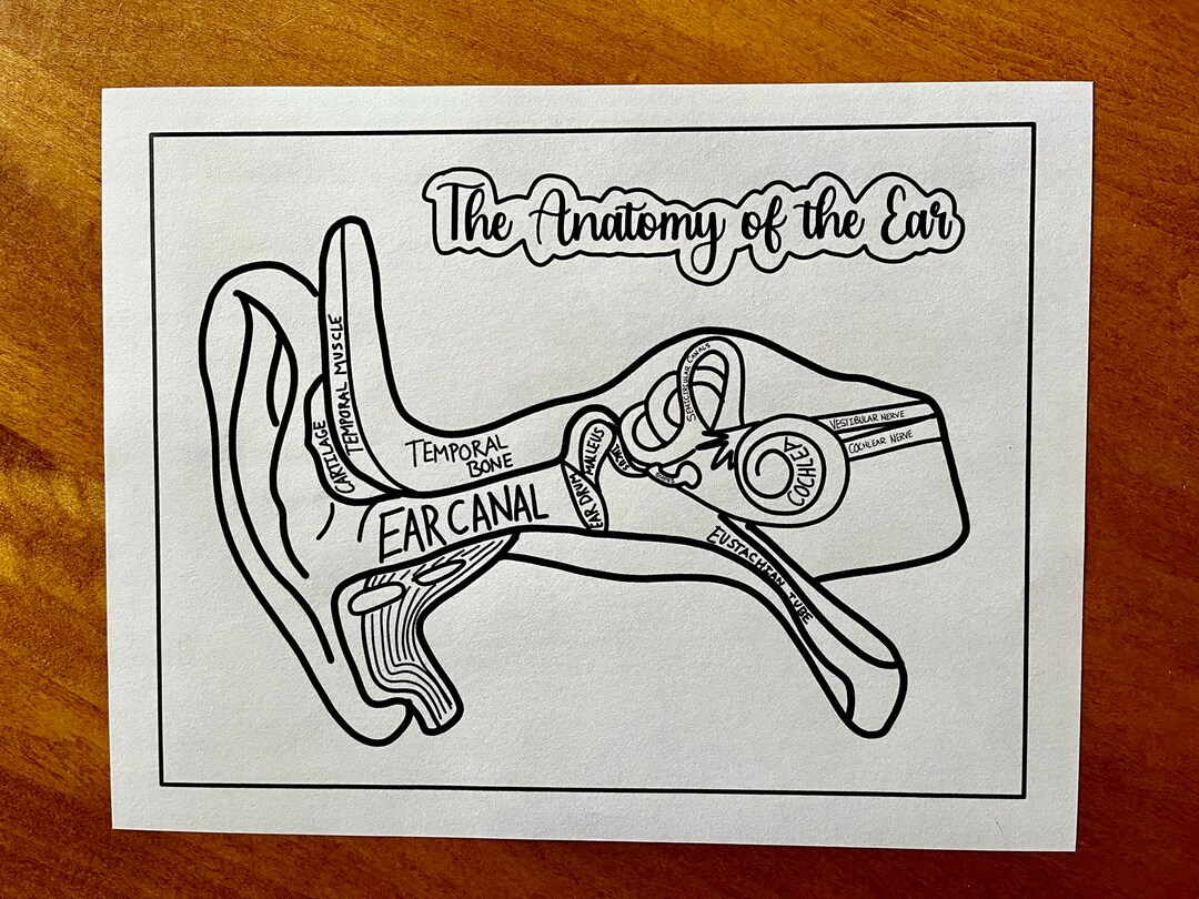 Ear Anatomy Coloring Page Etsy