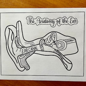 Ear Anatomy Coloring Page