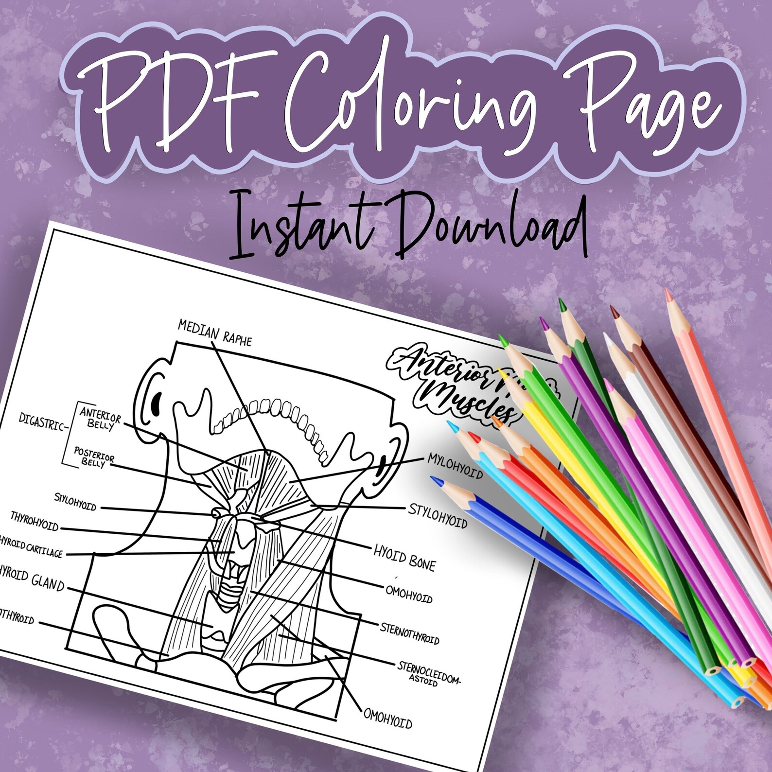 Anterior Neck Muscles Coloring Page - Etsy