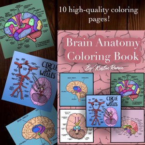 Download Anatomy Coloring Book For The Speech Language Pathologist Etsy