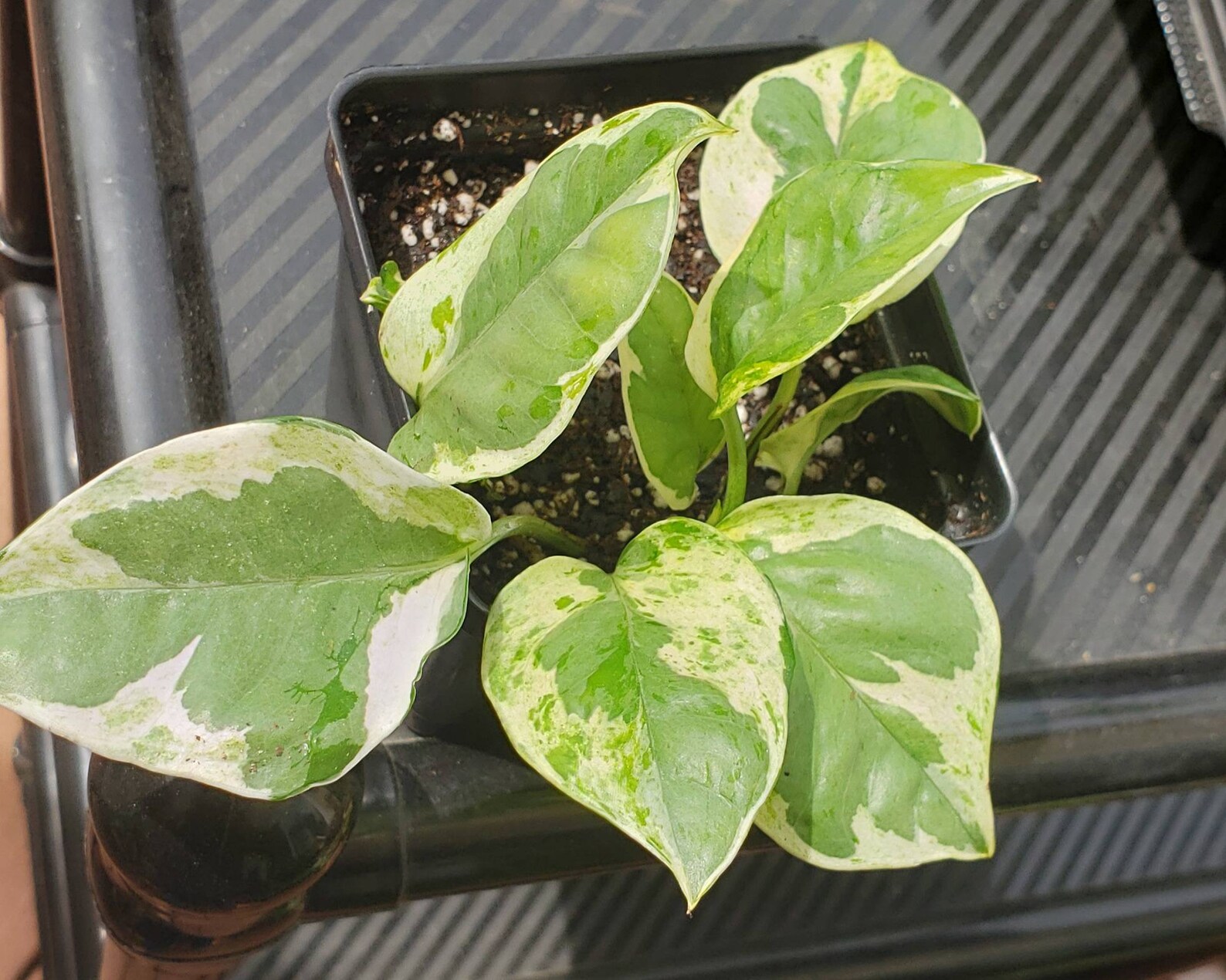 Pearls N Jade Pothos. Variegated Tropical Vining Trailing Etsy UK