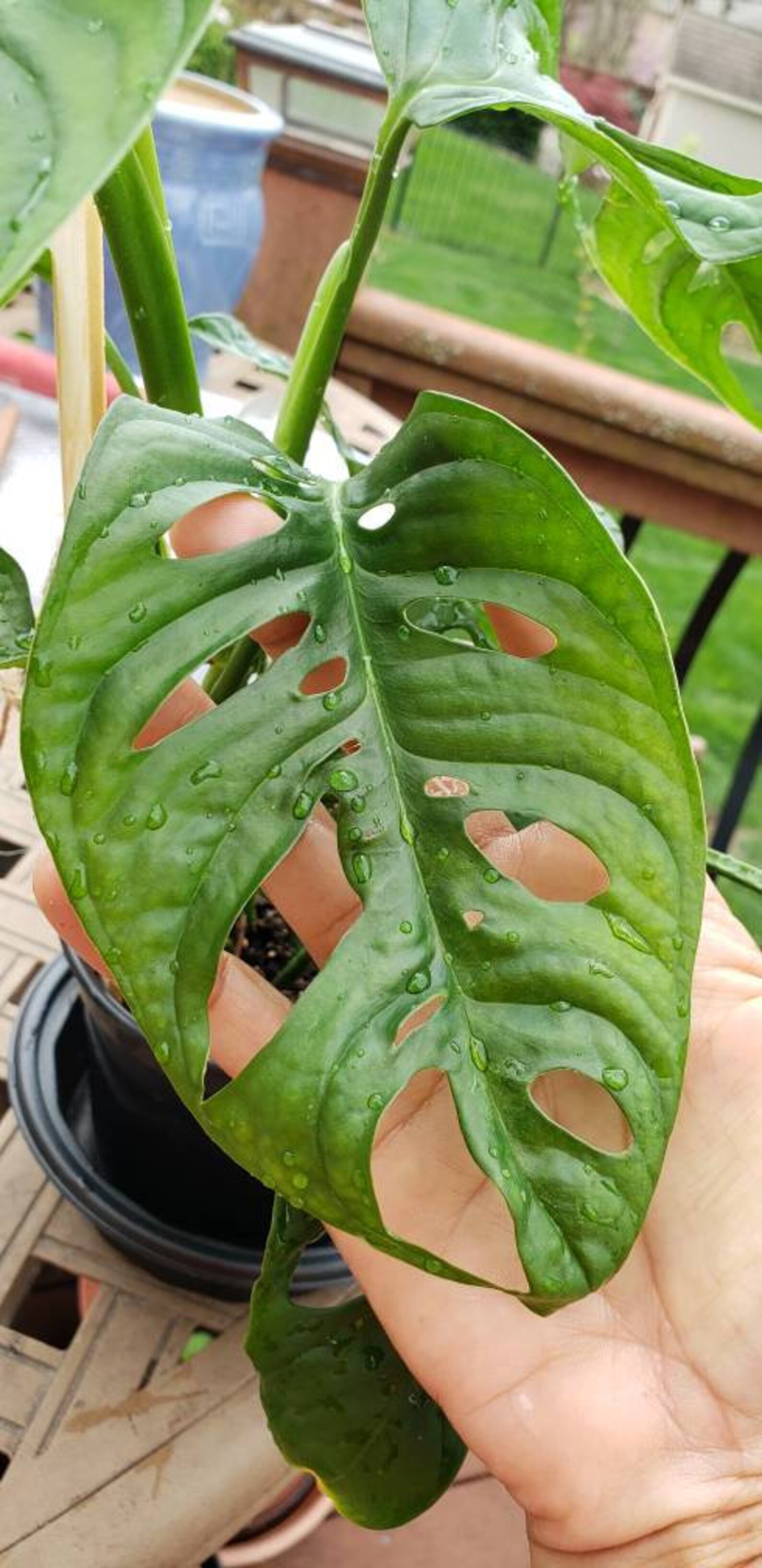 Monstera Adansonii Wide form Split leaf Philodendron Swiss | Etsy
