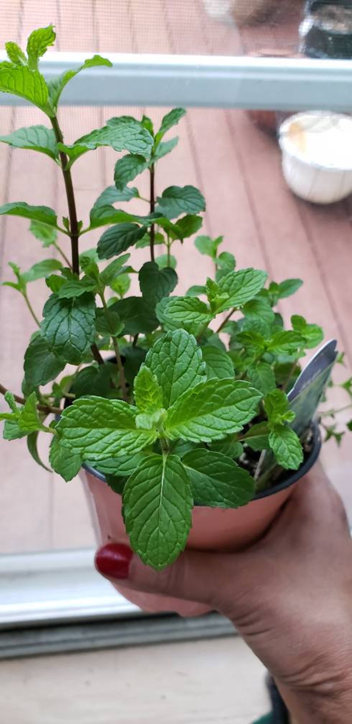 Julep mint Live plant not seeds Mint Houseplant perennial Etsy