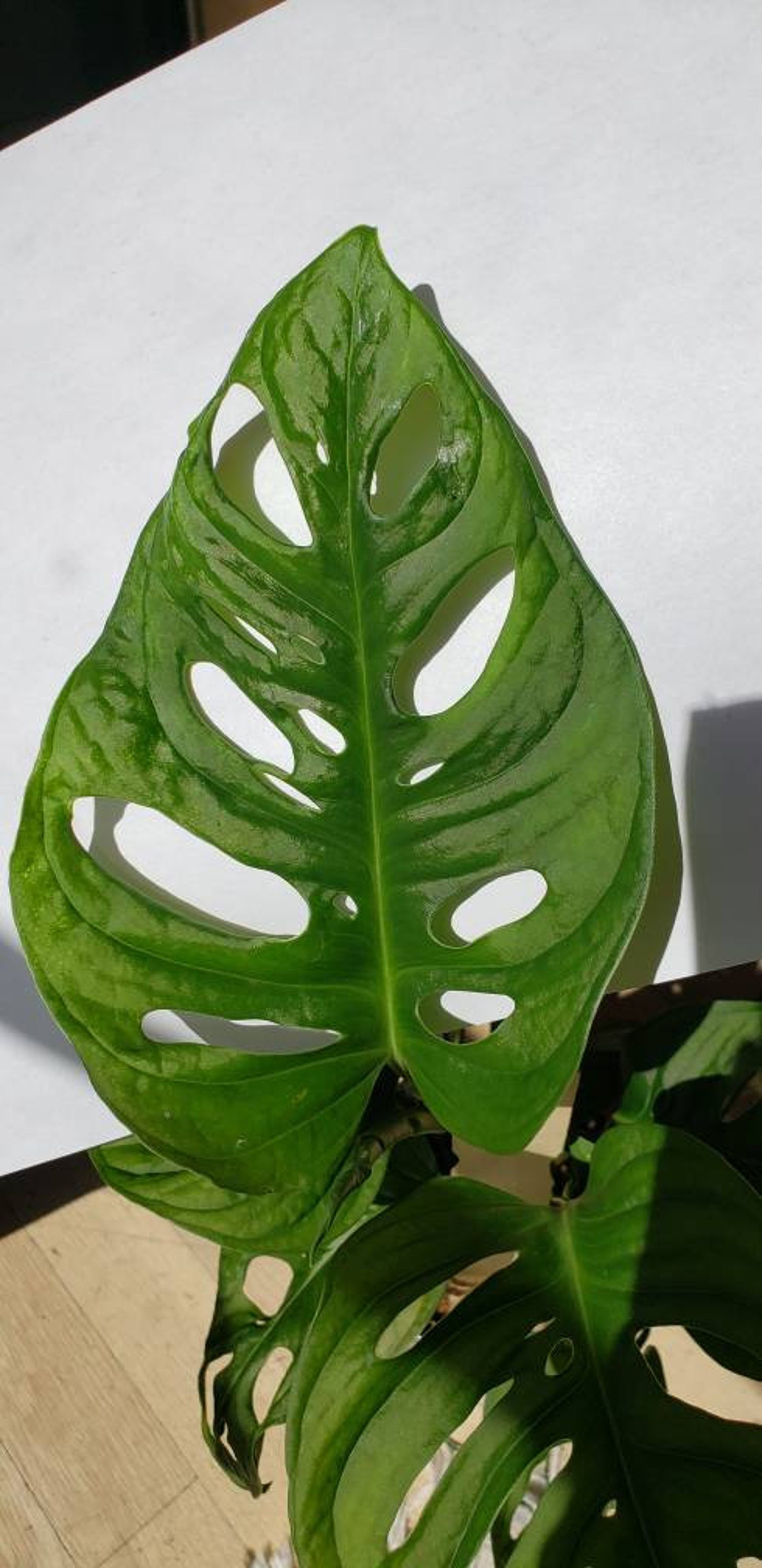 Monstera Adansonii Wide form Split leaf Philodendron Swiss | Etsy