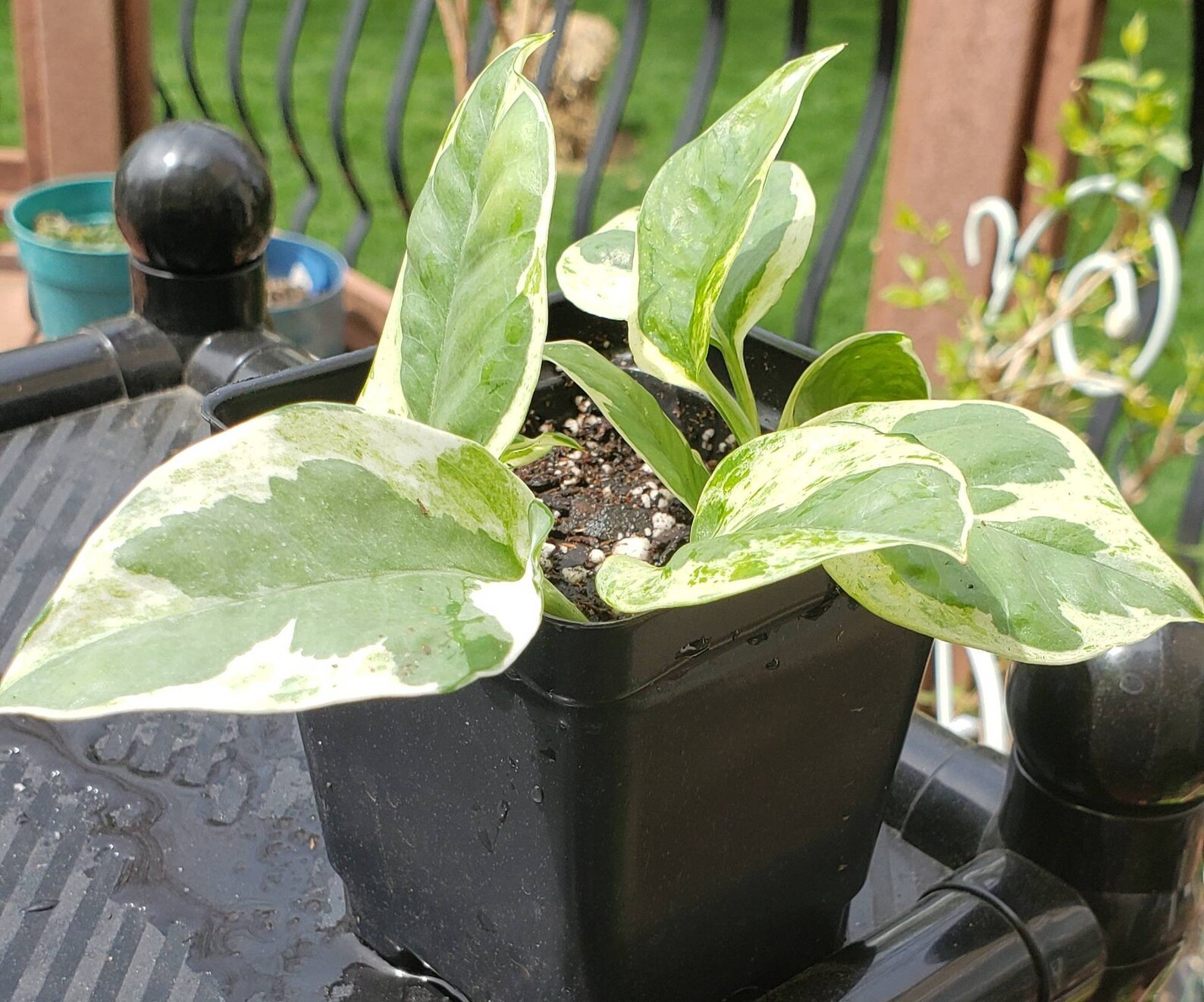 Pearls n Jade pothos. Variegated tropical vining trailing Etsy