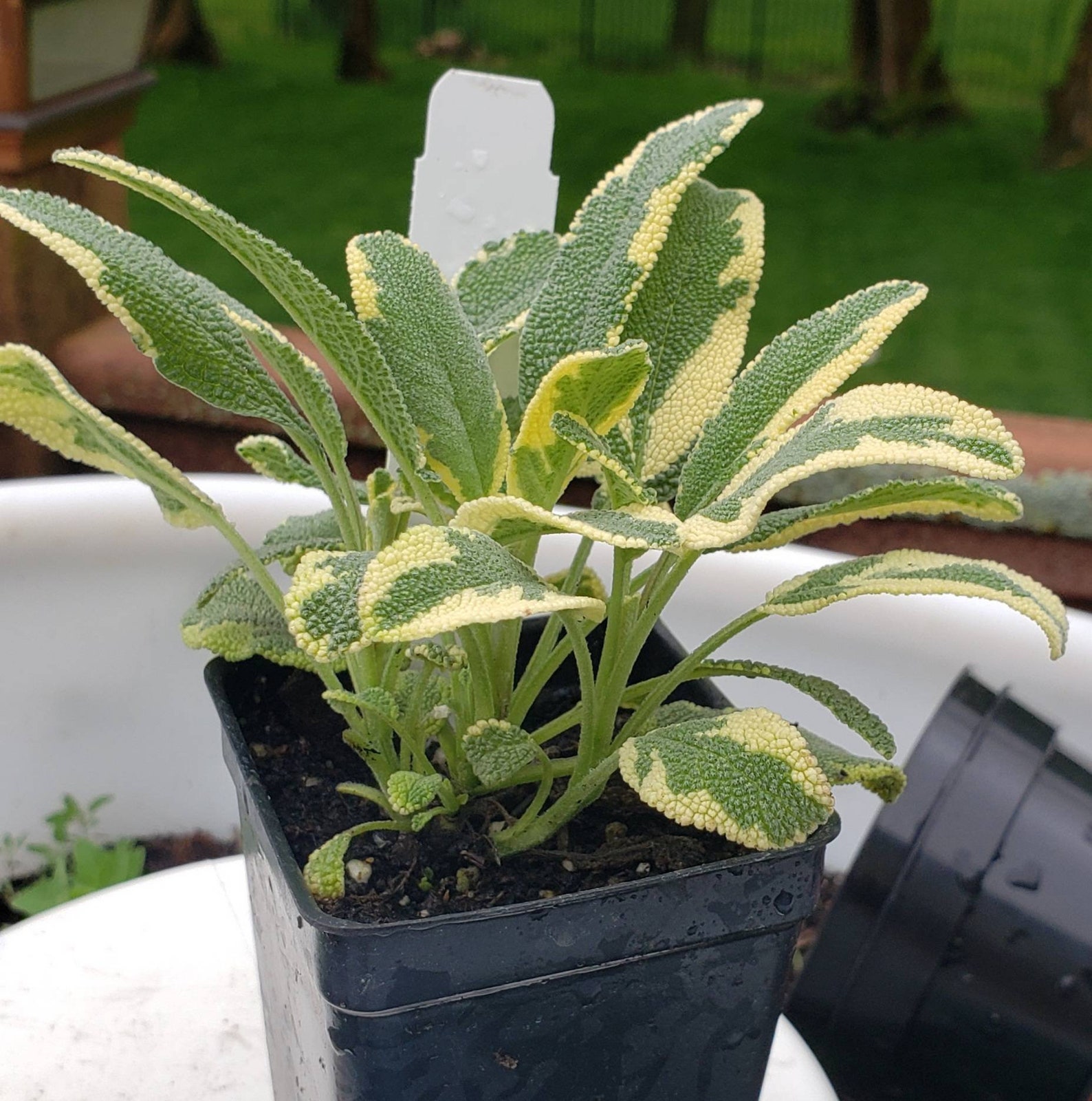 Variegated Sage Plant - 3" Pot Live Culinary Herb, Green & Cream Leaves, Full Sun