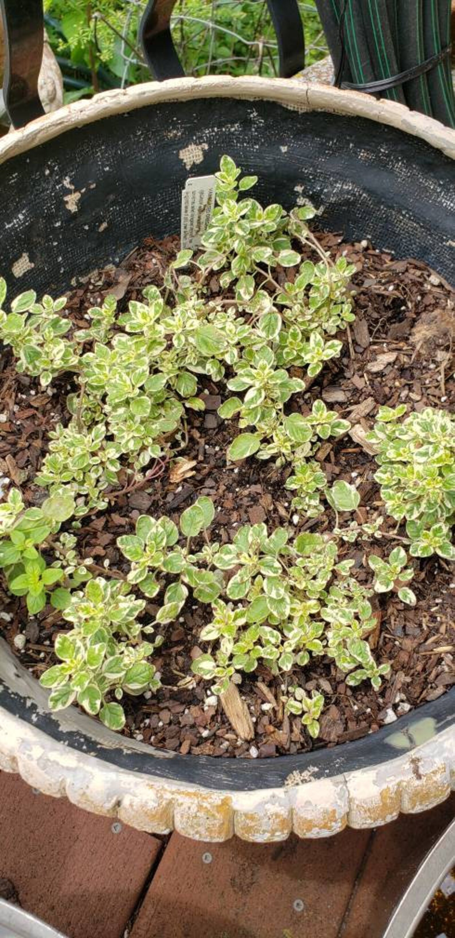 Variegated Oregano live plant gardening edible perennial Etsy