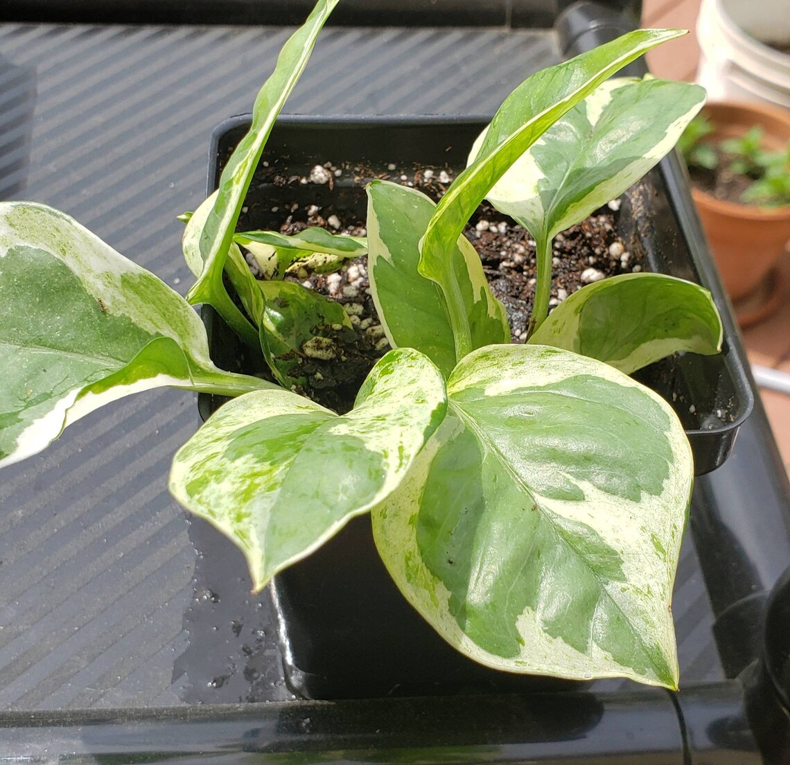 Pearls n Jade pothos. Variegated tropical vining trailing Etsy