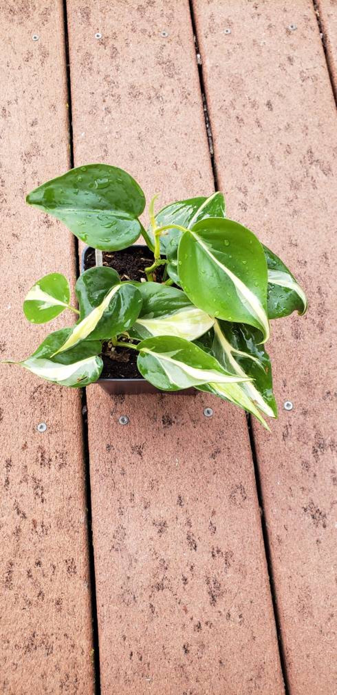 Rare Silver Stripe Philodendron. Tropical houseplant vining. Etsy
