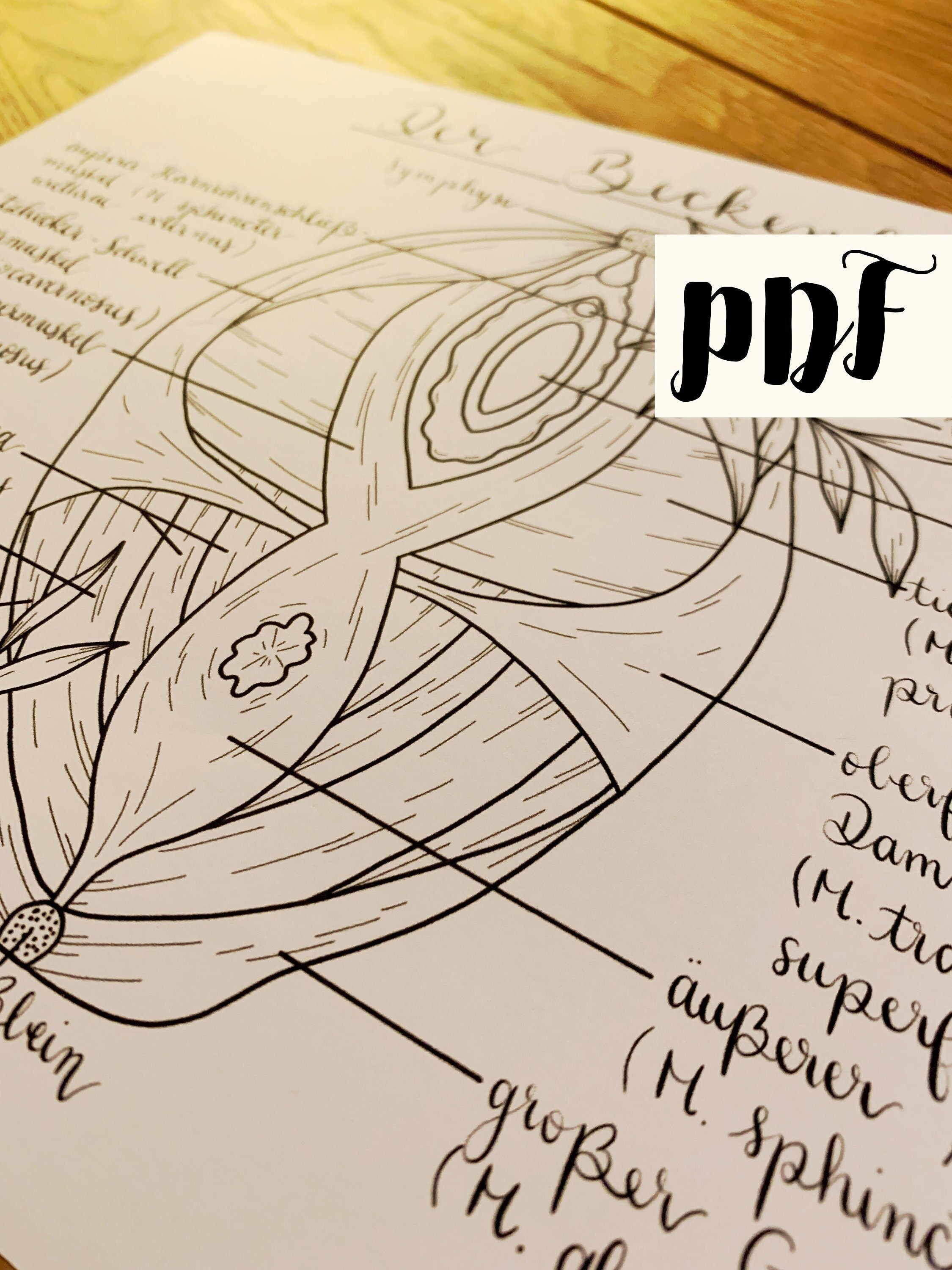 Ausmalbilder Anatomie PDF - Etsy.de