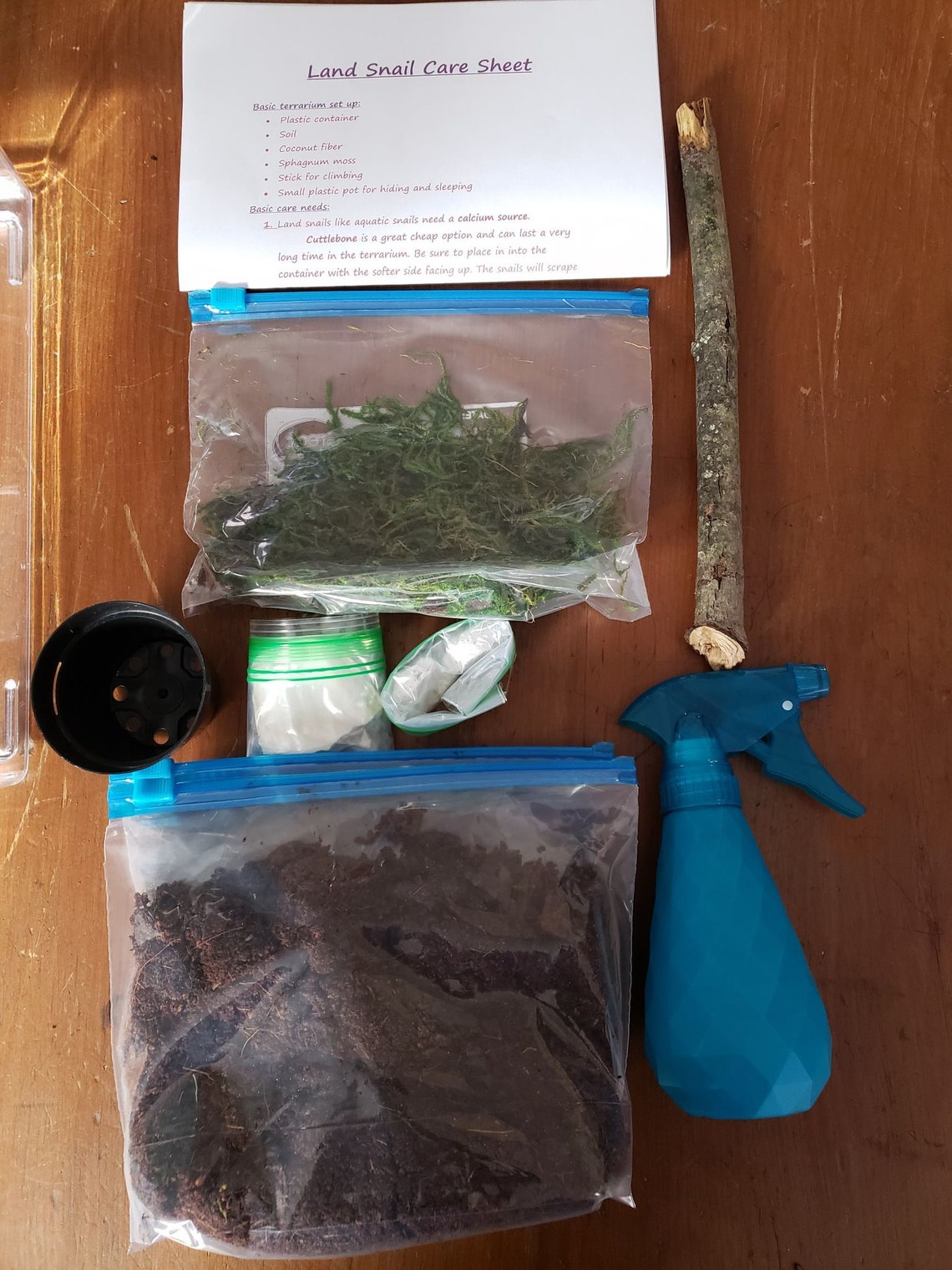 Complete Land Snail Terrarium Kit Includes Cage Etsy