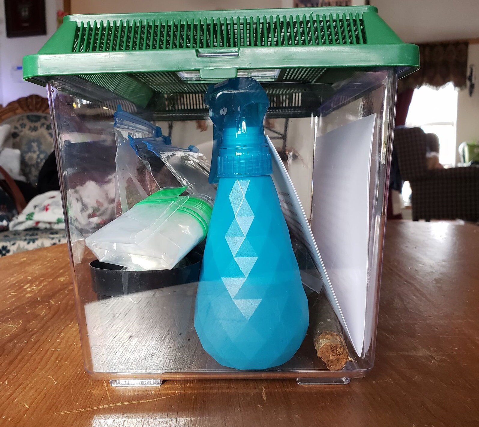 Complete Land Snail Terrarium Kit Includes Cage Etsy