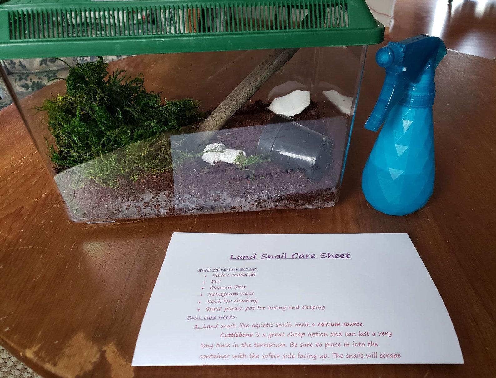Complete Land Snail Terrarium Kit Includes Cage Etsy