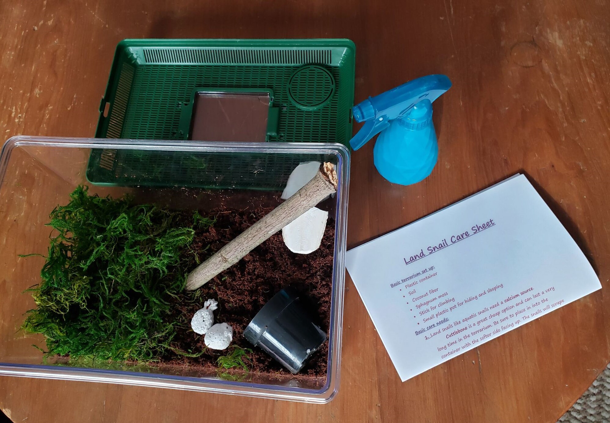 Complete Land Snail Terrarium Kit Includes Cage Etsy