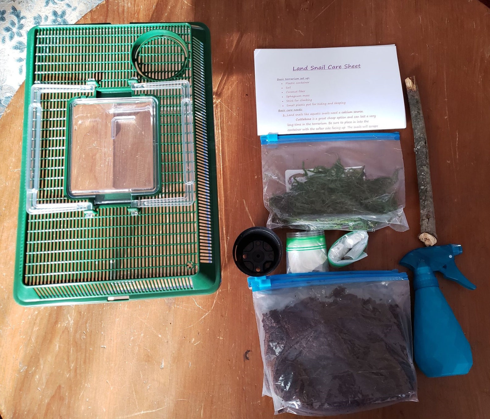 Complete Land Snail Terrarium Kit Includes Cage Etsy