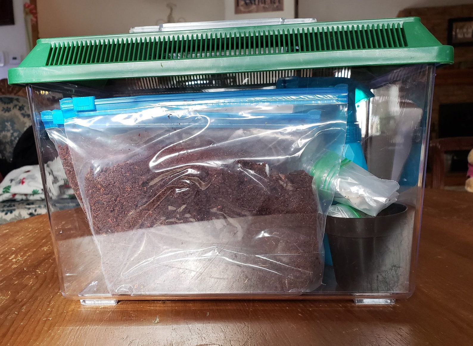 Complete Land Snail Terrarium Kit Includes Cage Etsy