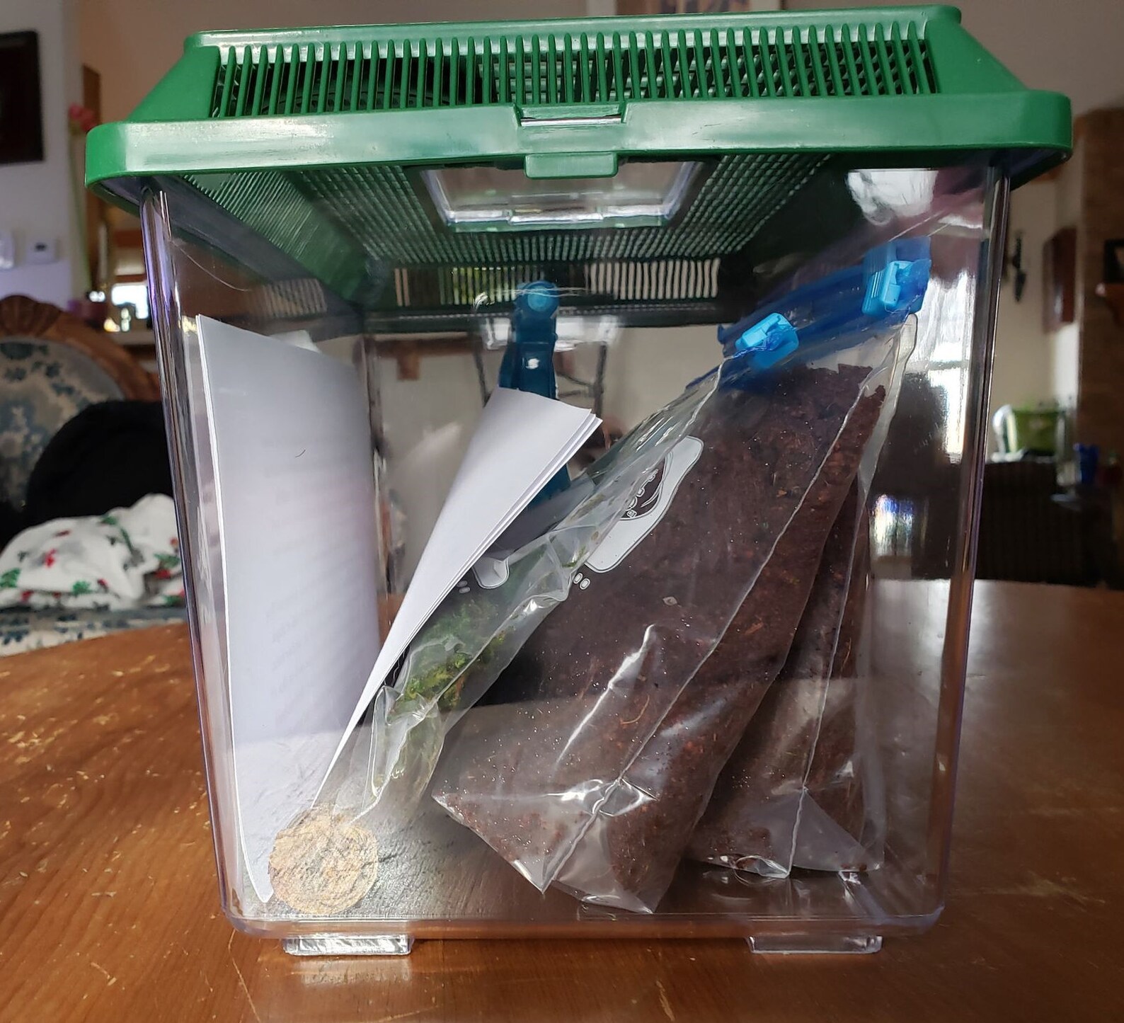 Complete Land Snail Terrarium Kit Includes Cage Etsy