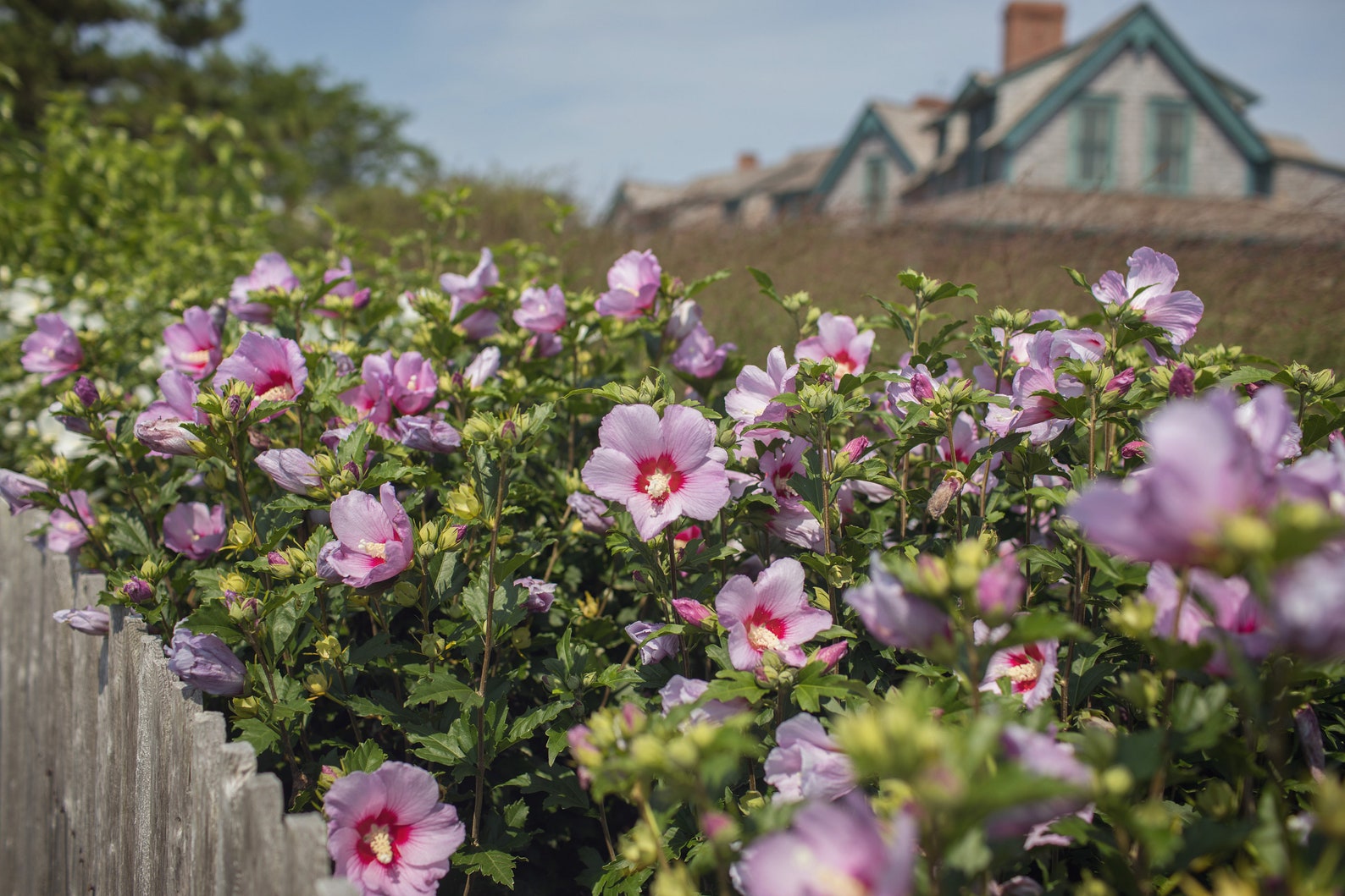 Purple Flowers Nantucket Island Etsy