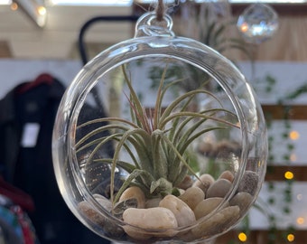 Hanging Globe with Airplant