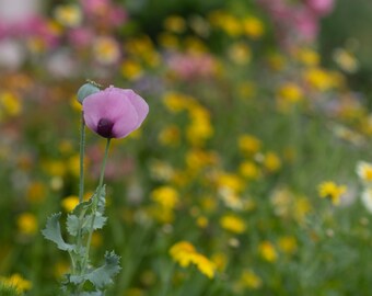 Blume Fotografie Druck "PastellFeld"