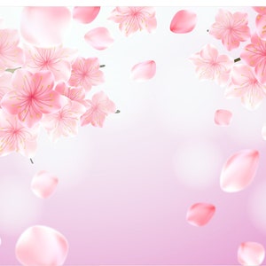 May include: Pink cherry blossoms with petals falling on a light pink background.