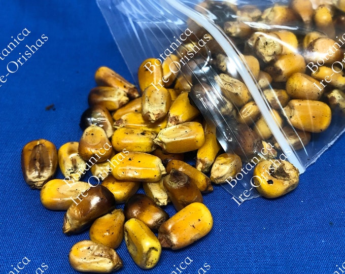 Maiz Tostado/Roasted Corn SANTERIA YORUBA IFA