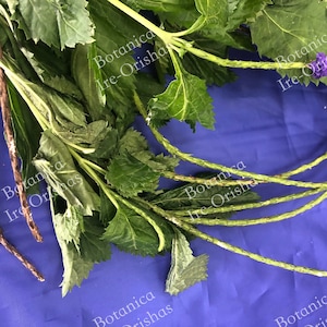 Verbena Cimarrona Hierba Planta religion yoruba ifa africana santeria