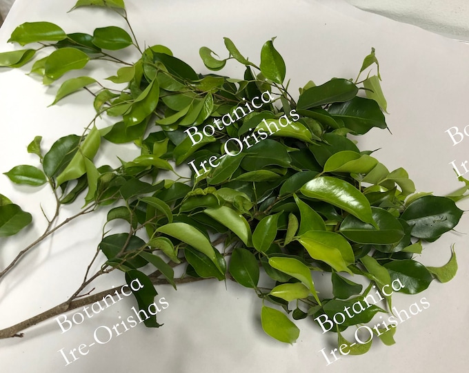 ewe Laurel Planta religion yoruba ifa africana santeria