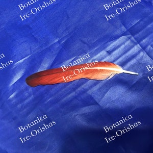 Pluma de Loro Ikode Religion yoruba ifa santeria