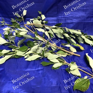 Vencedor Hierba Planta religion yoruba ifa africana santeria