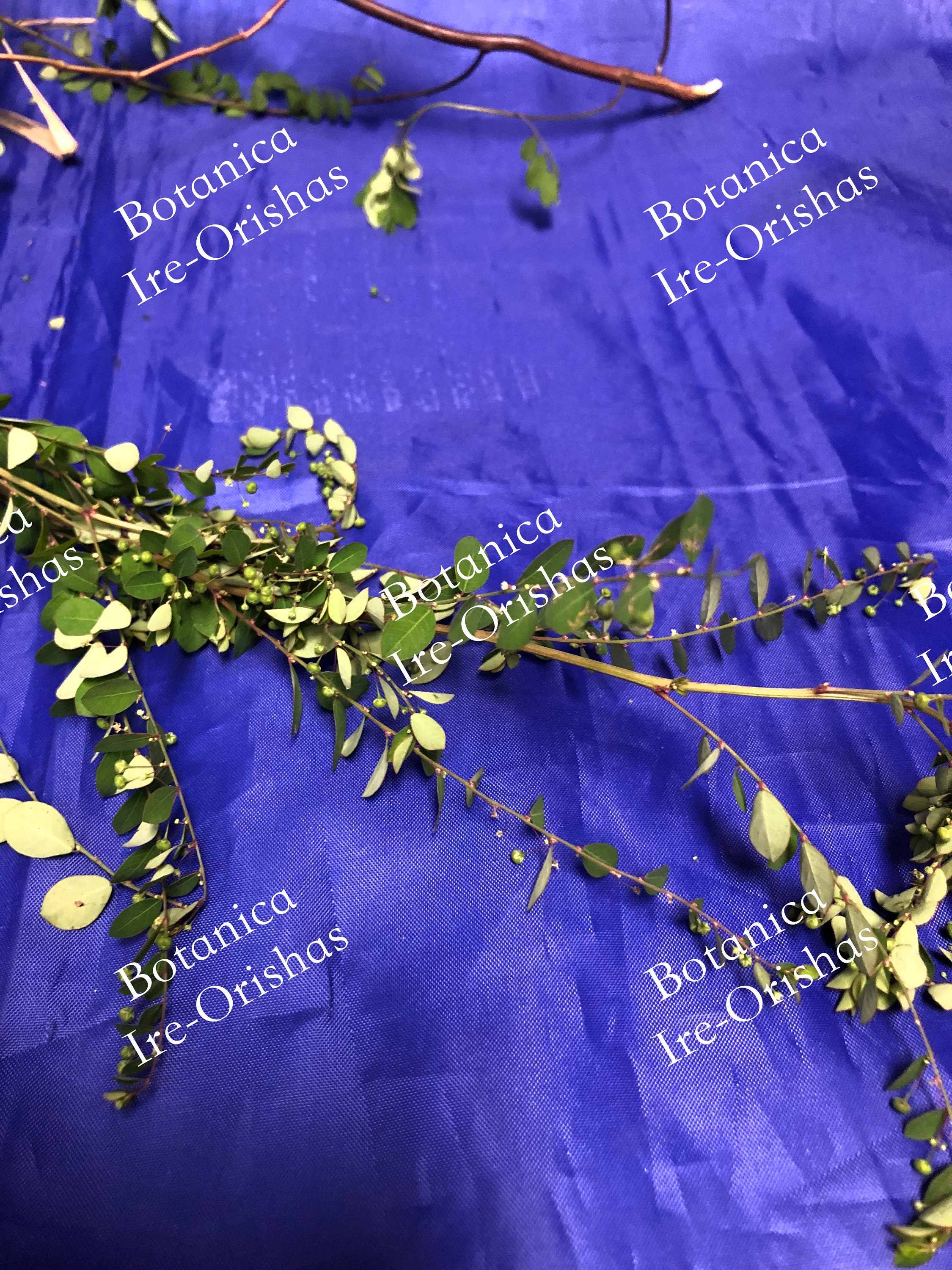 Ewé Osanyin: 180 Herbs Commonly Used in Ifá-Orisha/180 Hierbas de uso común en Ifá-Orisha (Full-Color Photographs)