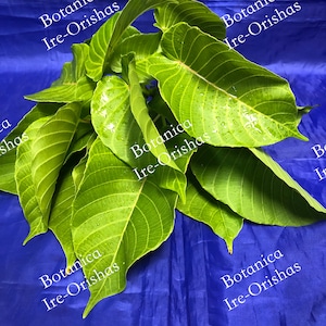 SALVADERA Hierba Planta religion yoruba ifa africana santeria