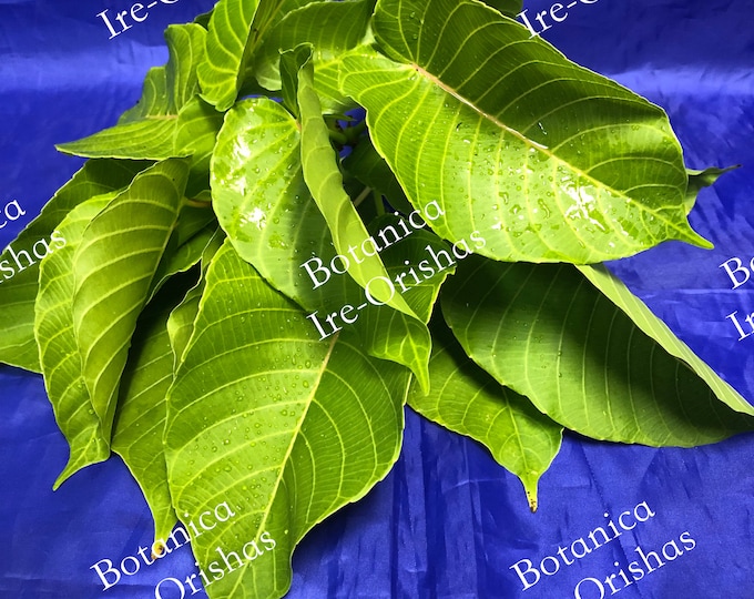 SALVADERA Hierba Planta religion yoruba ifa africana santeria