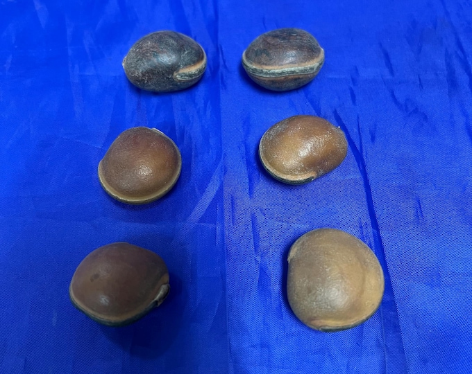 EPE bulls eye seed (6), semilla de Ojo de Buey religion yoruba ifa orunmila