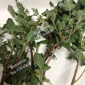 ewe Tete Bledo Blanco Hierba Planta religion yoruba ifa africana santeria