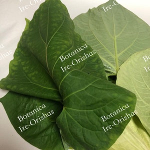 ewe Caisimon de Anis Hierba Planta religion yoruba ifa africana santeria