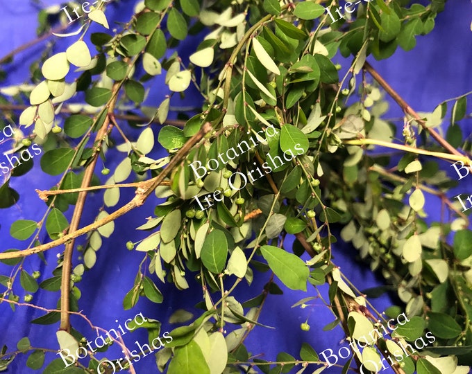 Ewe Omo herbs Hierba Planta religion yoruba ifa africana santeria