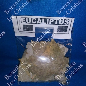 Hoja de Eucalipto/Eucalyptus 1 oz Dried Plant/Hierba RELIGION YORUBA IFA