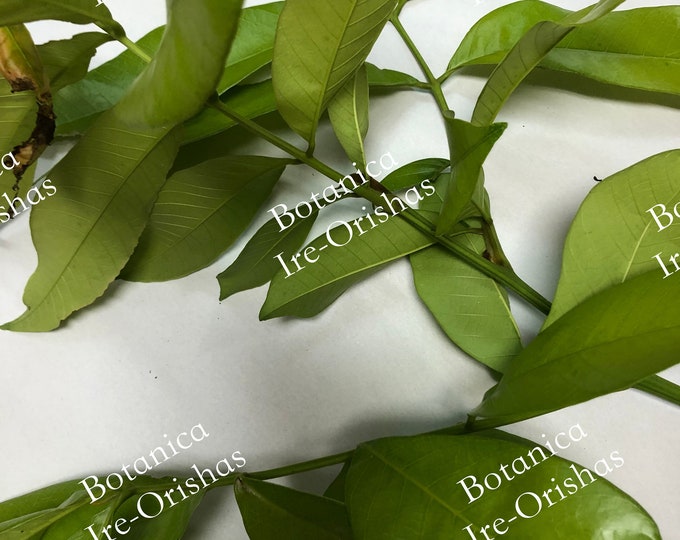 EWE Ceso de Vegetal hierba Planta religion yoruba ifa africana santeria