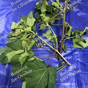 Algodon Cotton Hierba Planta religion yoruba ifa africana santeria