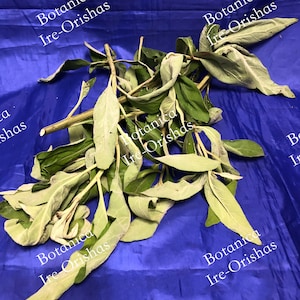 Ewe SALVIA Hierba Planta religion yoruba ifa africana santeria