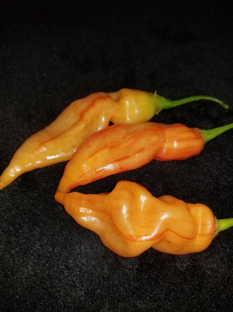 Sugar Rush Red Stripe Pepper Capsicum Baccatum Seeds 10 | Etsy
