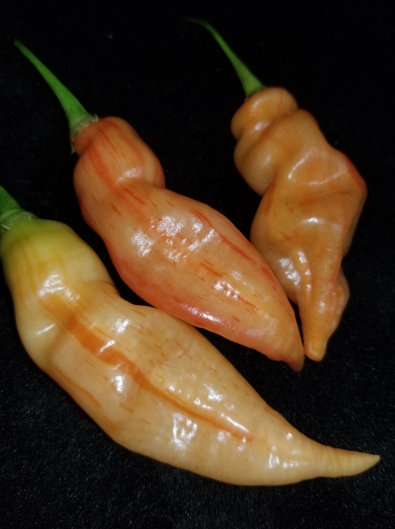 Sugar Rush Red Stripe Pepper Capsicum Baccatum Seeds 10 | Etsy