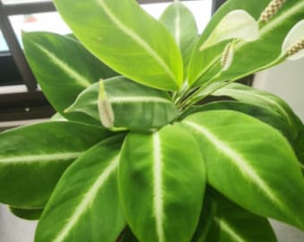 Spathiphyllum Silver Streak "Peace Lilly"