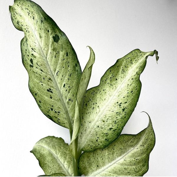 Dieffenbachia Camouflage