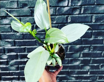 Silver Sword Philodendron