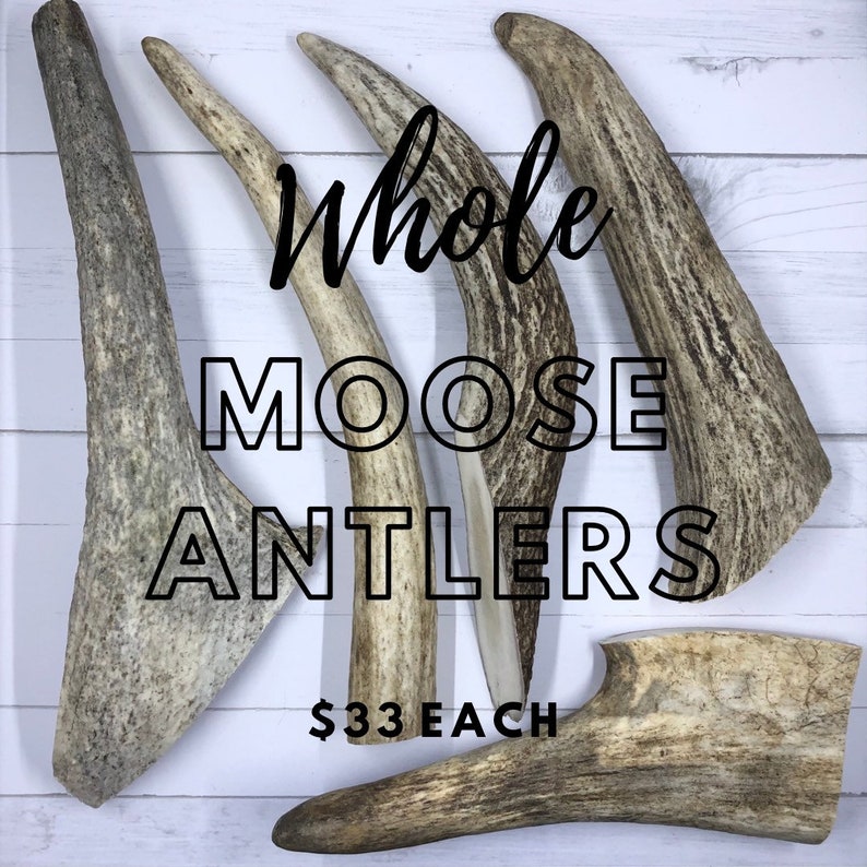 moose antler chews