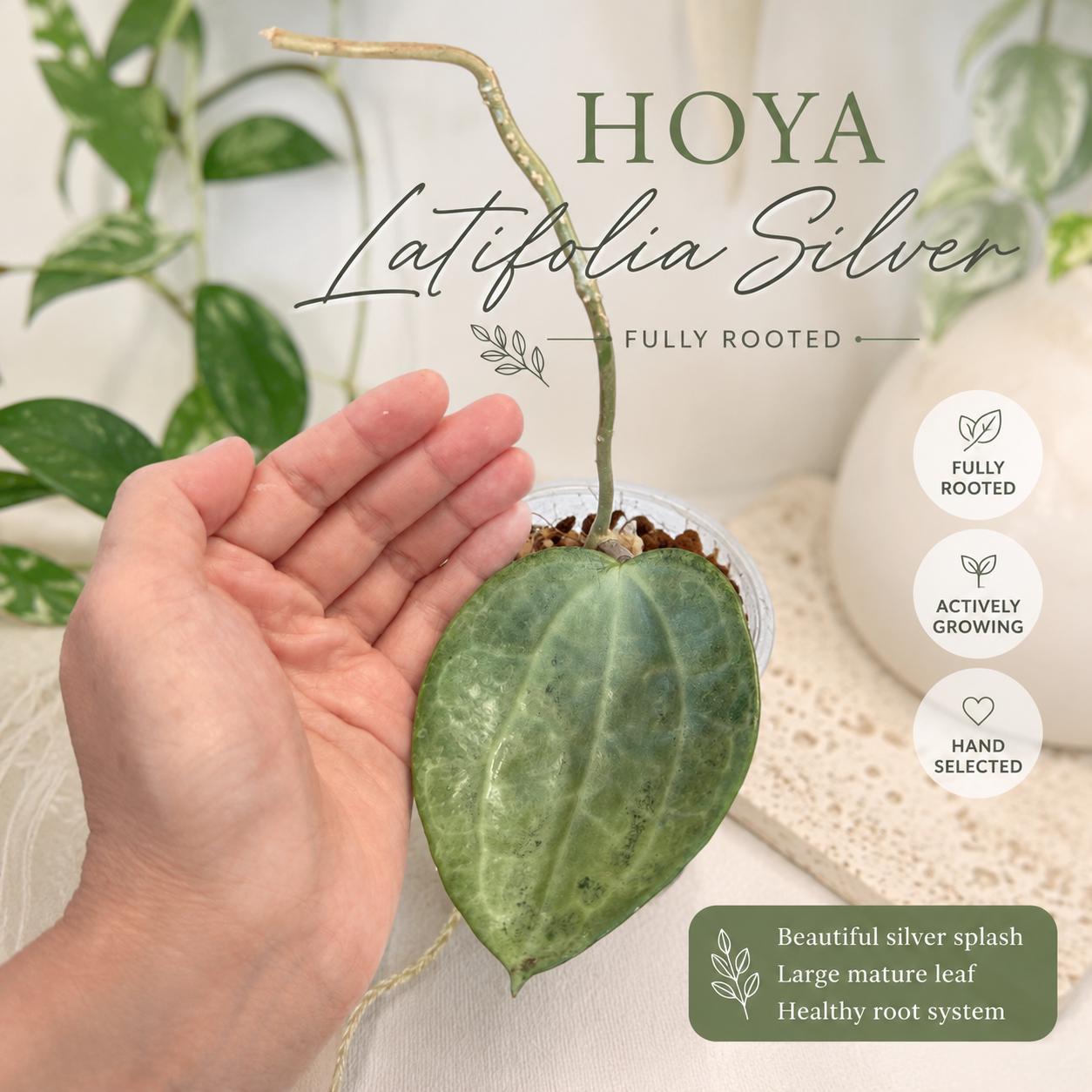 Hoya Latifolia Silver - Etsy